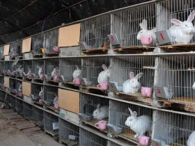 养殖100只兔子利润多少？养殖兔子的成本与利润分析